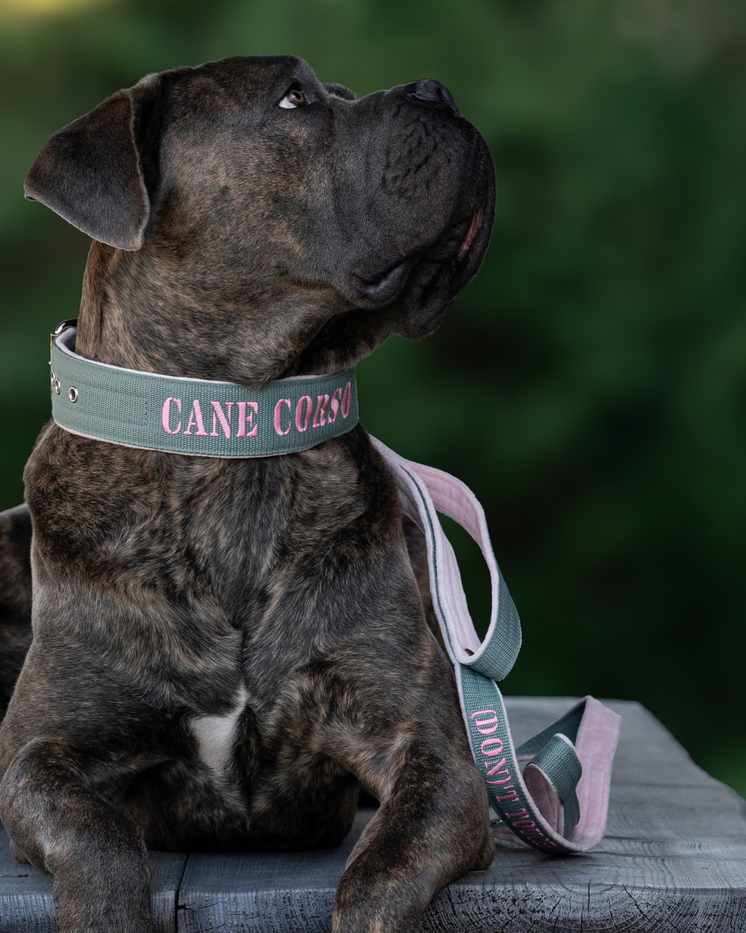 Collar para perro personalizado