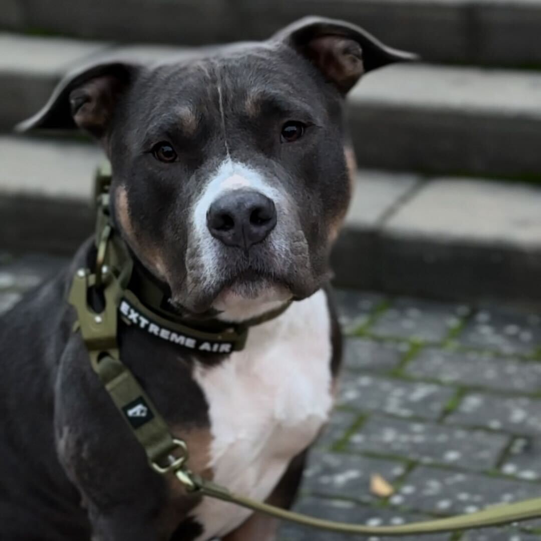 Extreme Air Set Army Green - Lätt och slitstarkt hundset