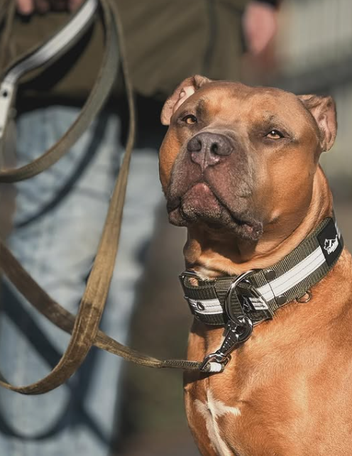 Active Safe Set Khaki - Collar y correa activos con reflejo