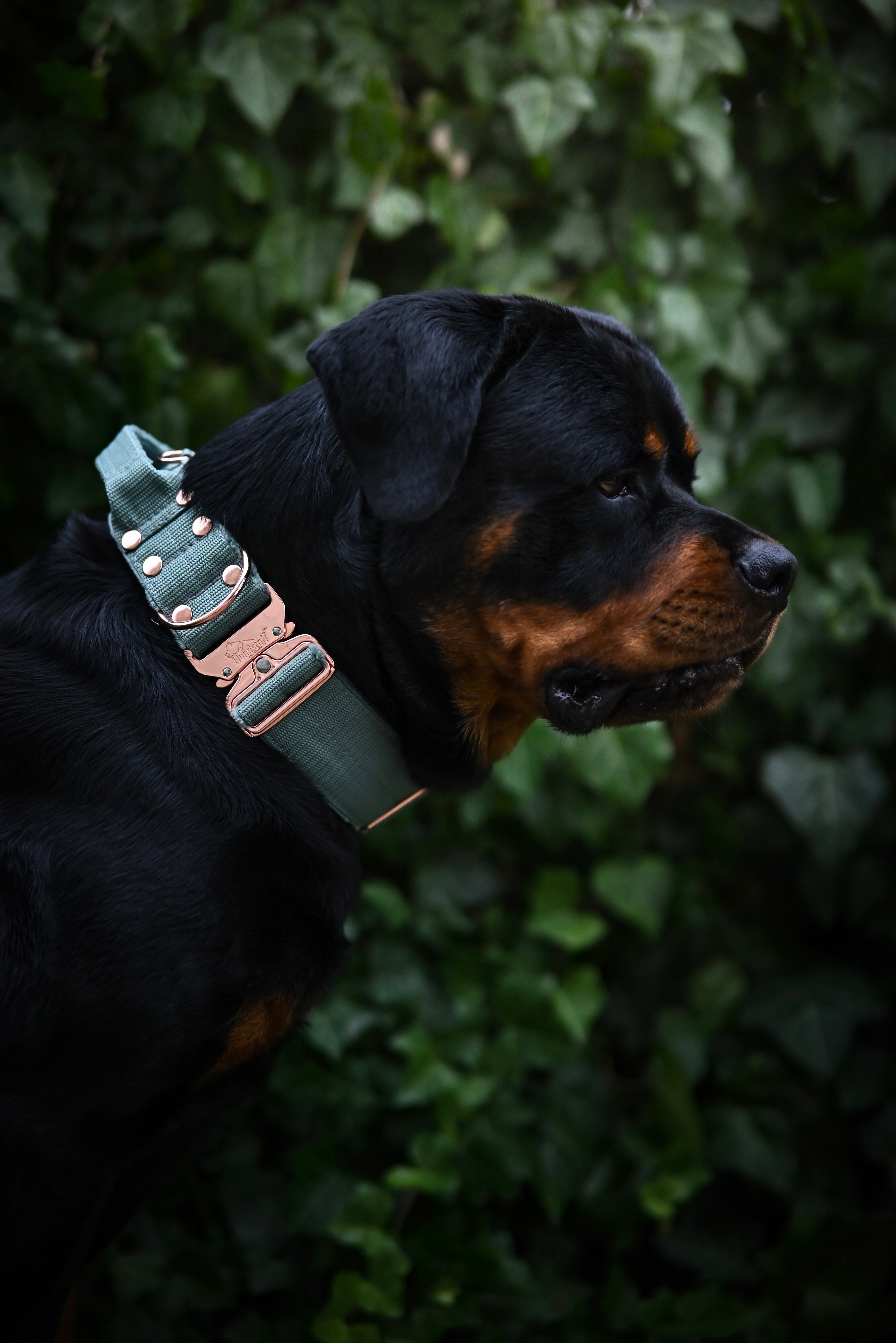 Extreme Rose Buckle Verde Pastel - Collar fuerte y seguro