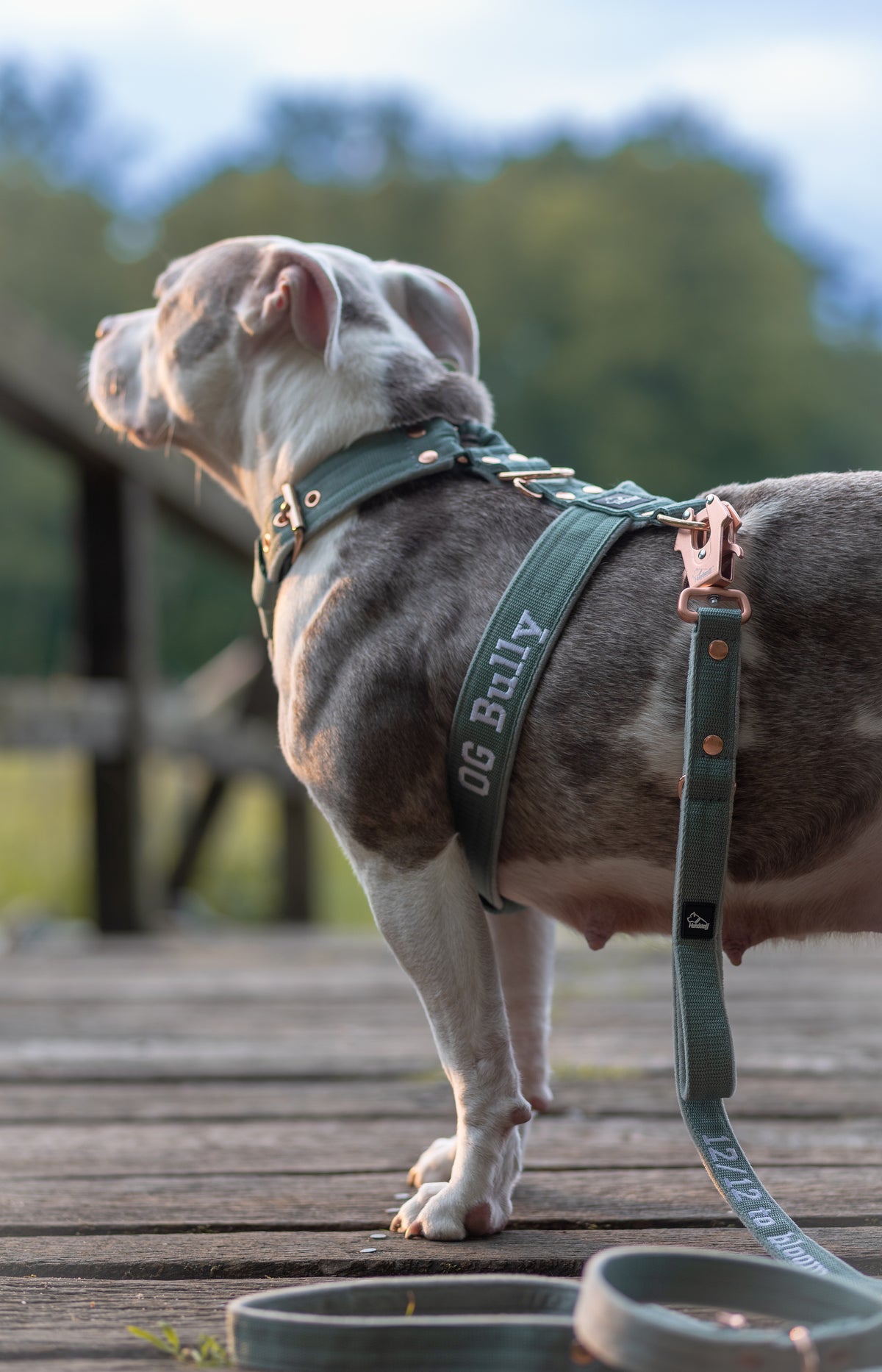 Arnés para perro personalizado