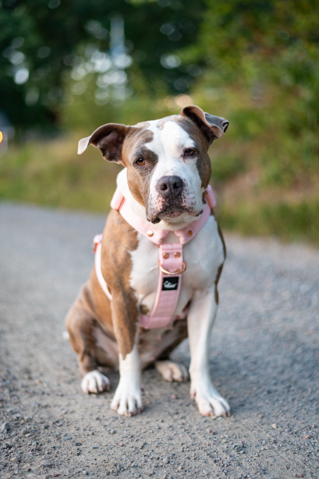 Walk Leash Rose Edition Pastel Pink - Correa de nylon segura en diferentes longitudes