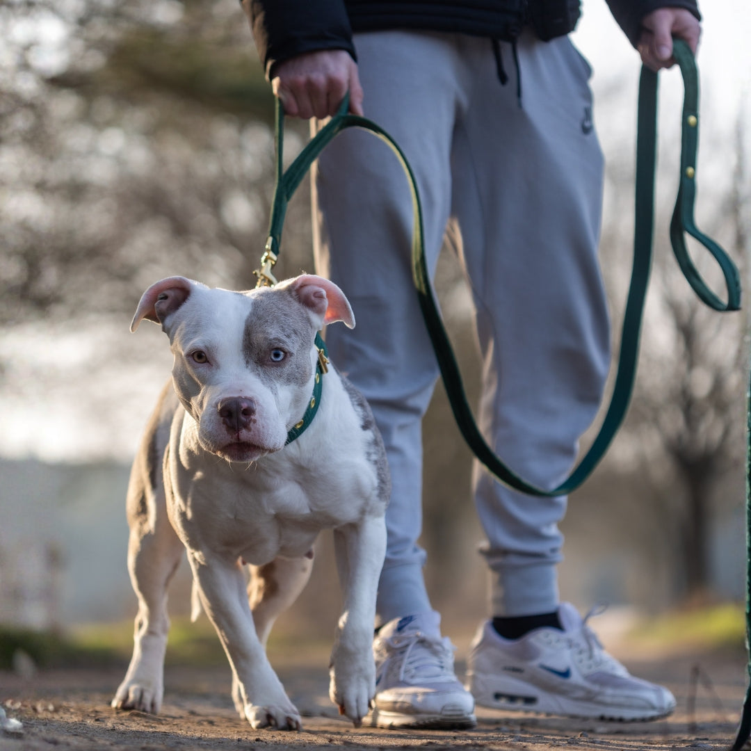 Guard Leash Candy Pink - Correa Guard con asa extra