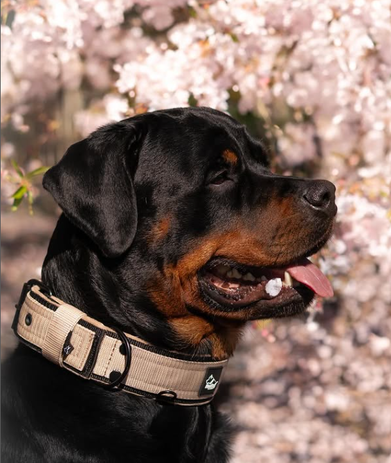 Active Komfort Black Edition Beige - Collar ancho y resistente con hebilla