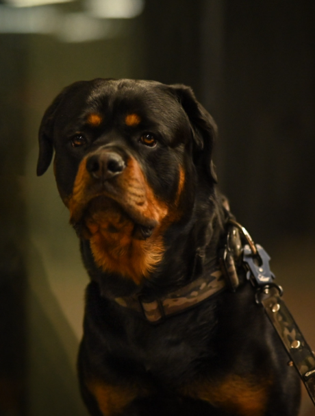 Martingale Camo Verde- Collar de perro ancho forrado medio planchable