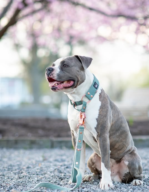 Walk Leash Rose Edition Pastel Green - Correa de nylon segura en diferentes longitudes