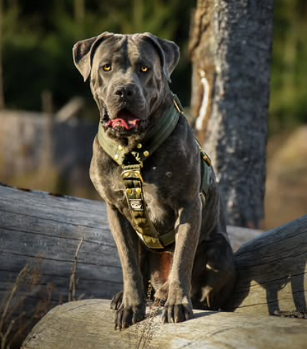 Easy Walk Extreme Gold Buckle Khaki - Arnés con hebilla de liberación rápida